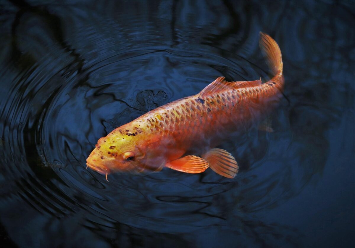 10 Most Expensive Koi Fish in the World (With Pictures)