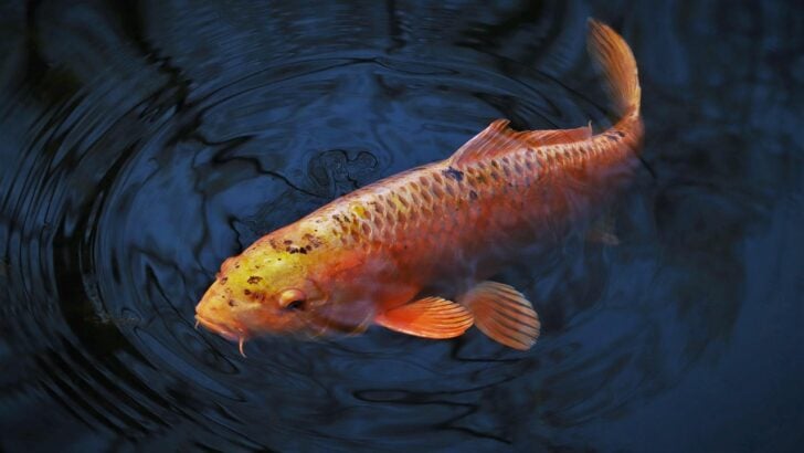 10 Most Expensive Koi Fish in the World (With Pictures)