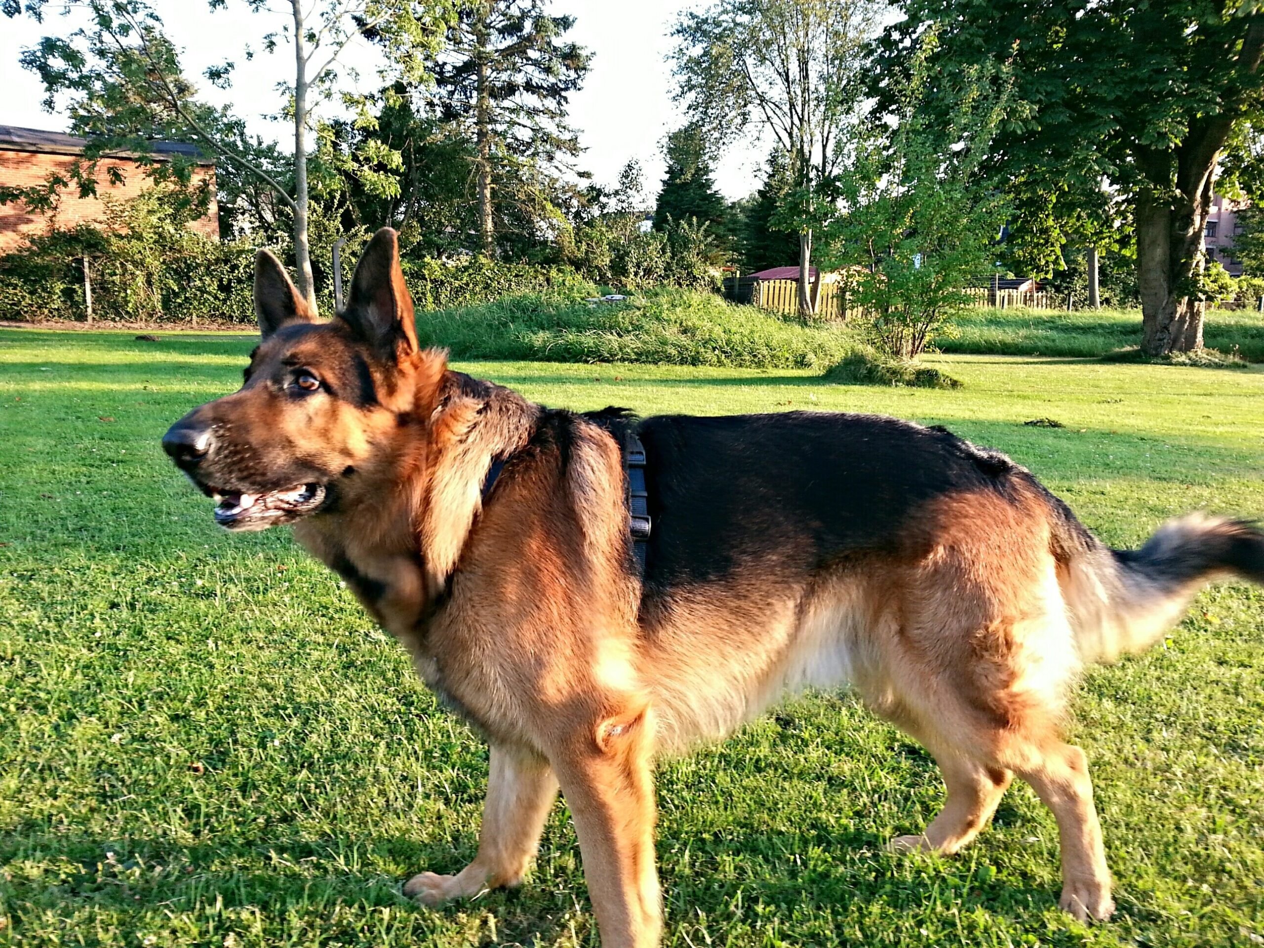 German Shepherd (image credits: wikimedia)