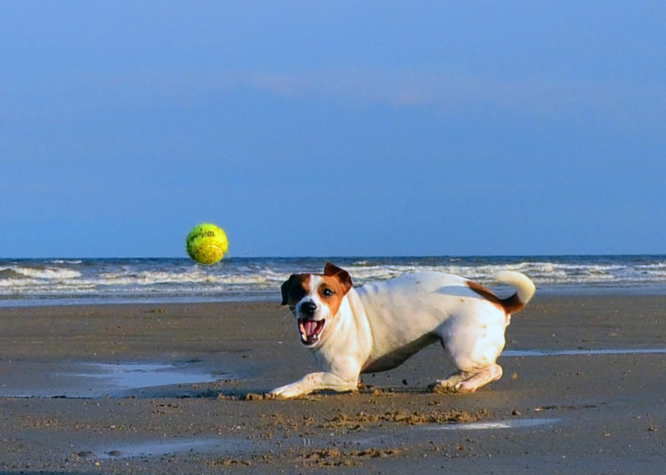 Jack Russell Terrier (image credits: wikimedia)