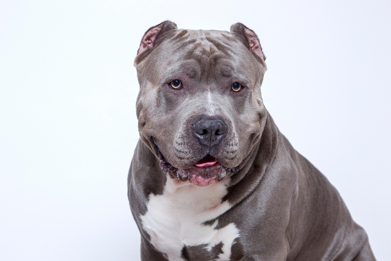 Pit Bull Terrier (image credits: pixabay)
