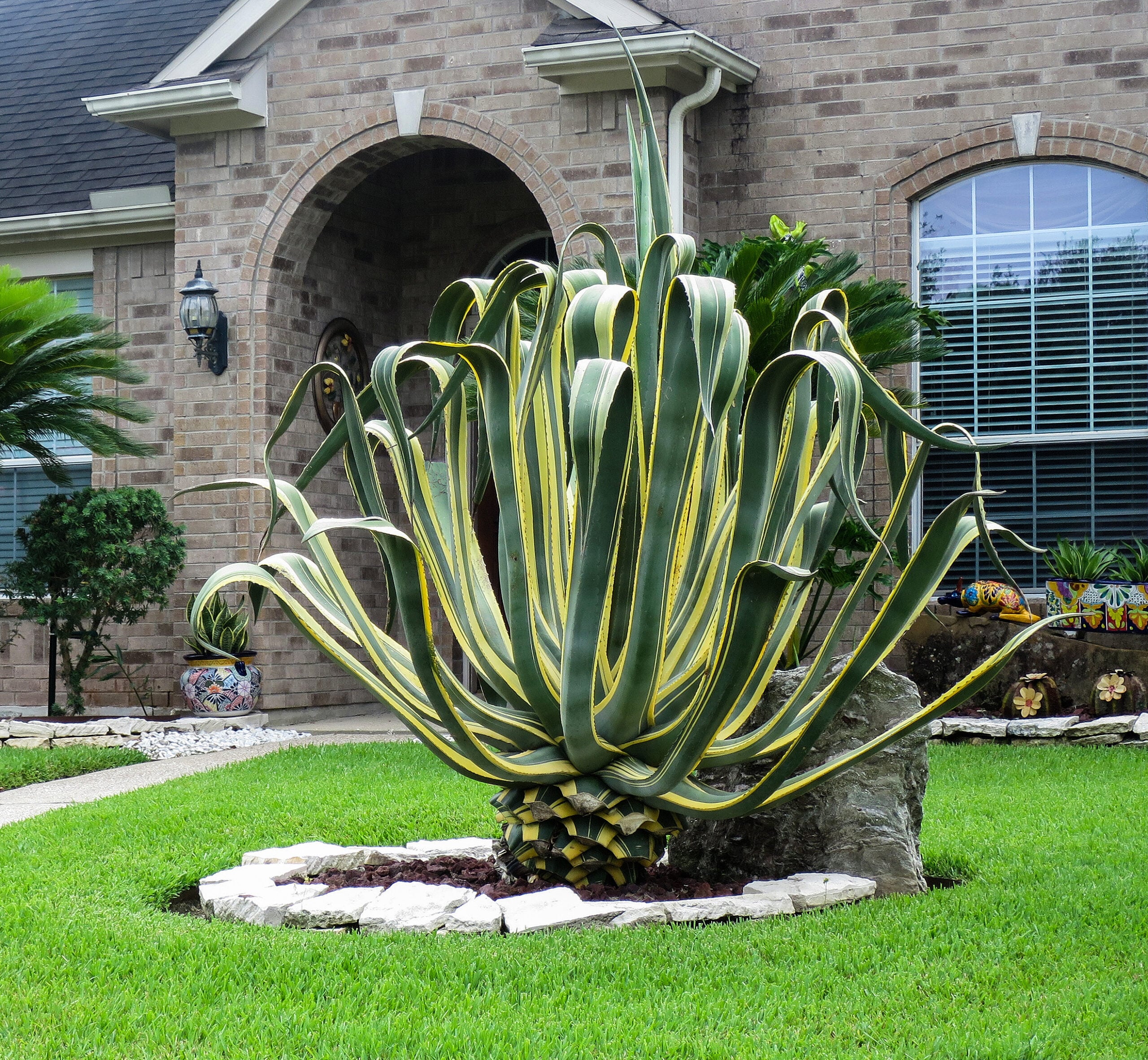 Plant Century Agaves for the Ultimate Hummingbird Magnets (image credits: By Jim Evans, CC BY-SA 4.0, https://commons.wikimedia.org/w/index.php?curid=93986282)