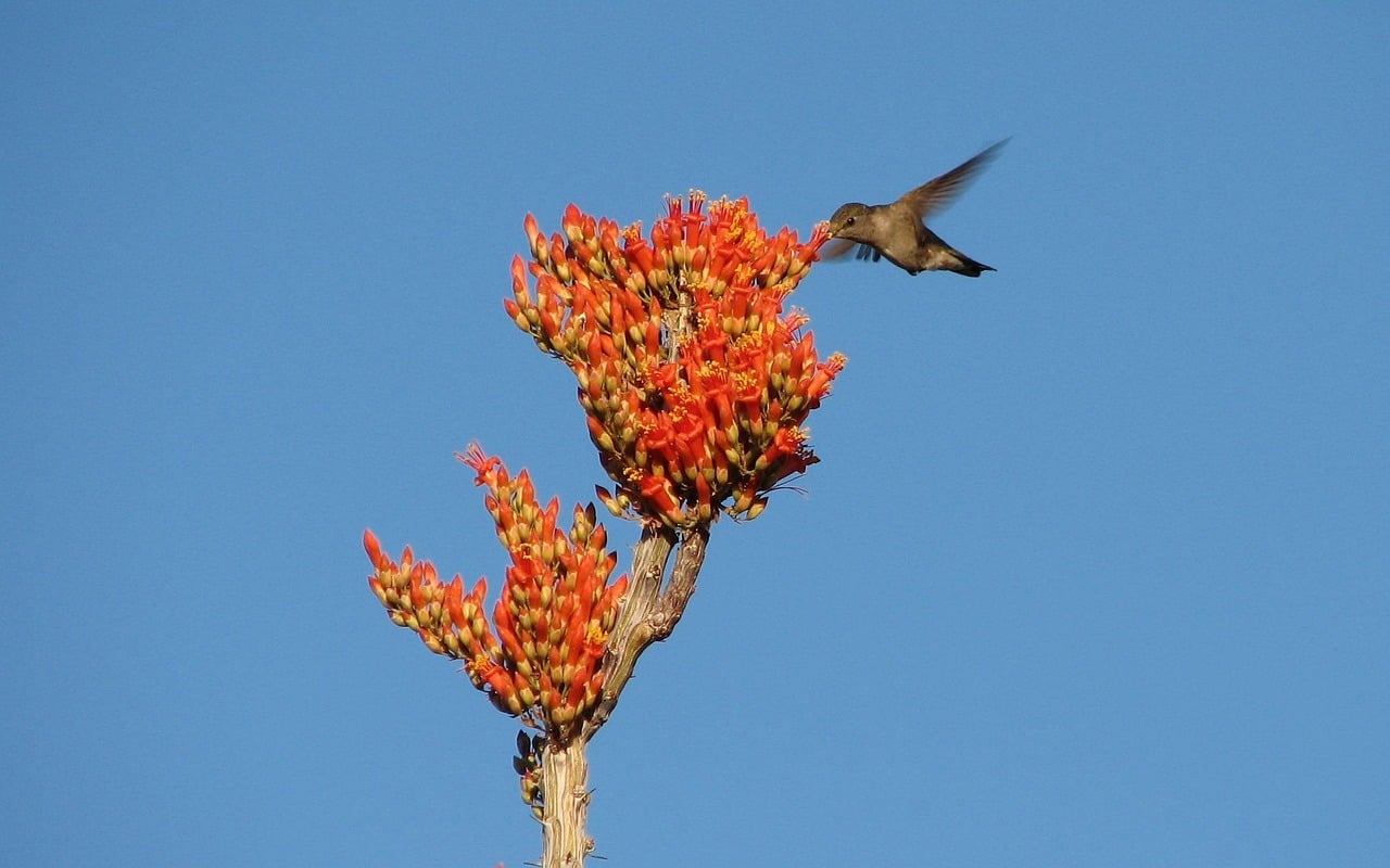 Establish Ocotillo for Spring Migration Drama (image credits: pixabay)