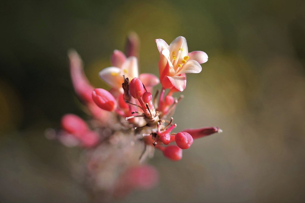 Create Red Yucca Borders for Reliable Blooms (image credits: flickr)