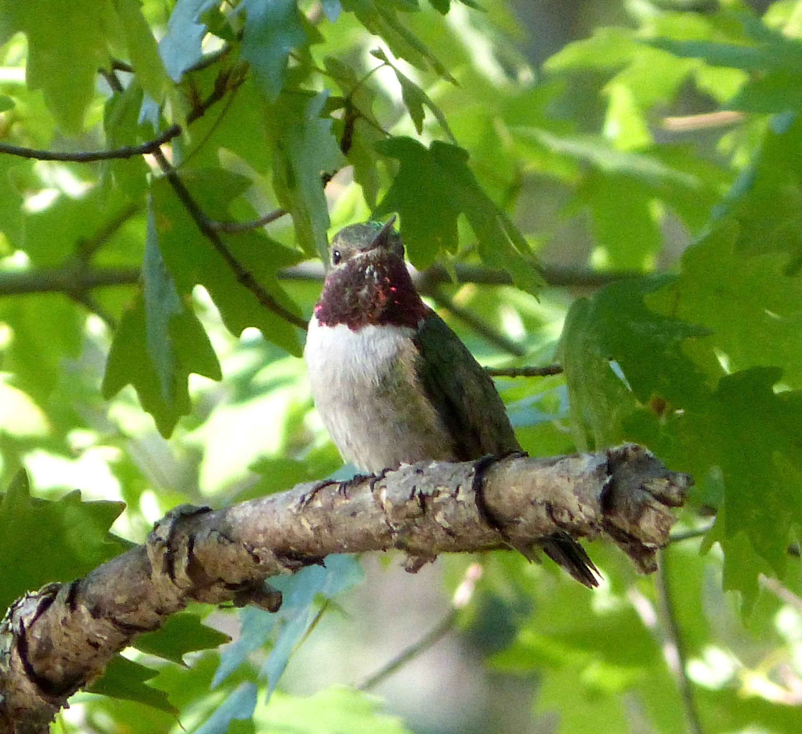 Install Multiple Hummingbird Feeders Strategically (image credits: Lucifer Hummingbird, CC BY 2.0, https://commons.wikimedia.org/w/index.php?curid=49990034)