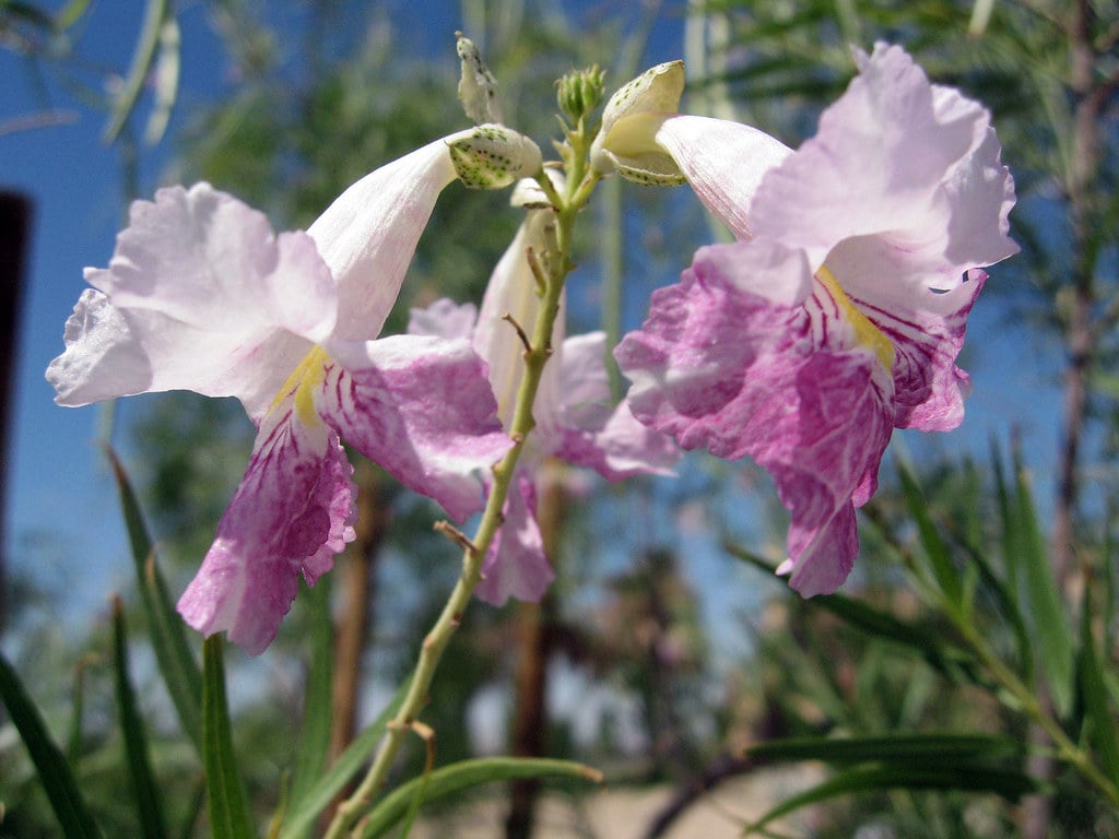 Develop Desert Willow Groves (image credits: flickr)