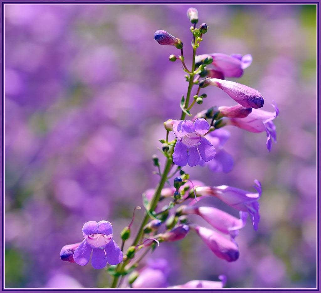 Establish Penstemon Patches for Extended Blooming (image credits: flickr)