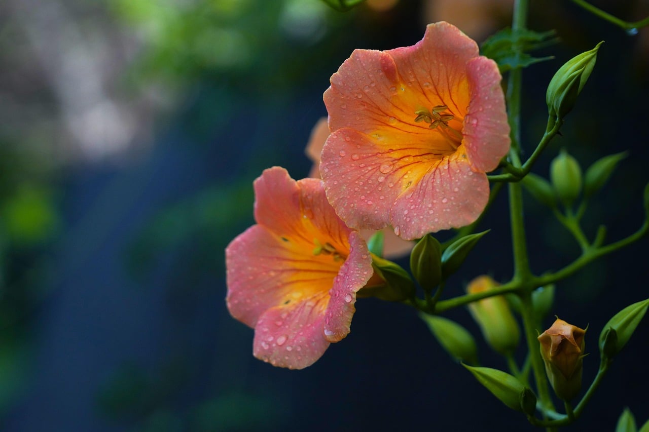 Add Trumpet Vine with Caution (image credits: pixabay)