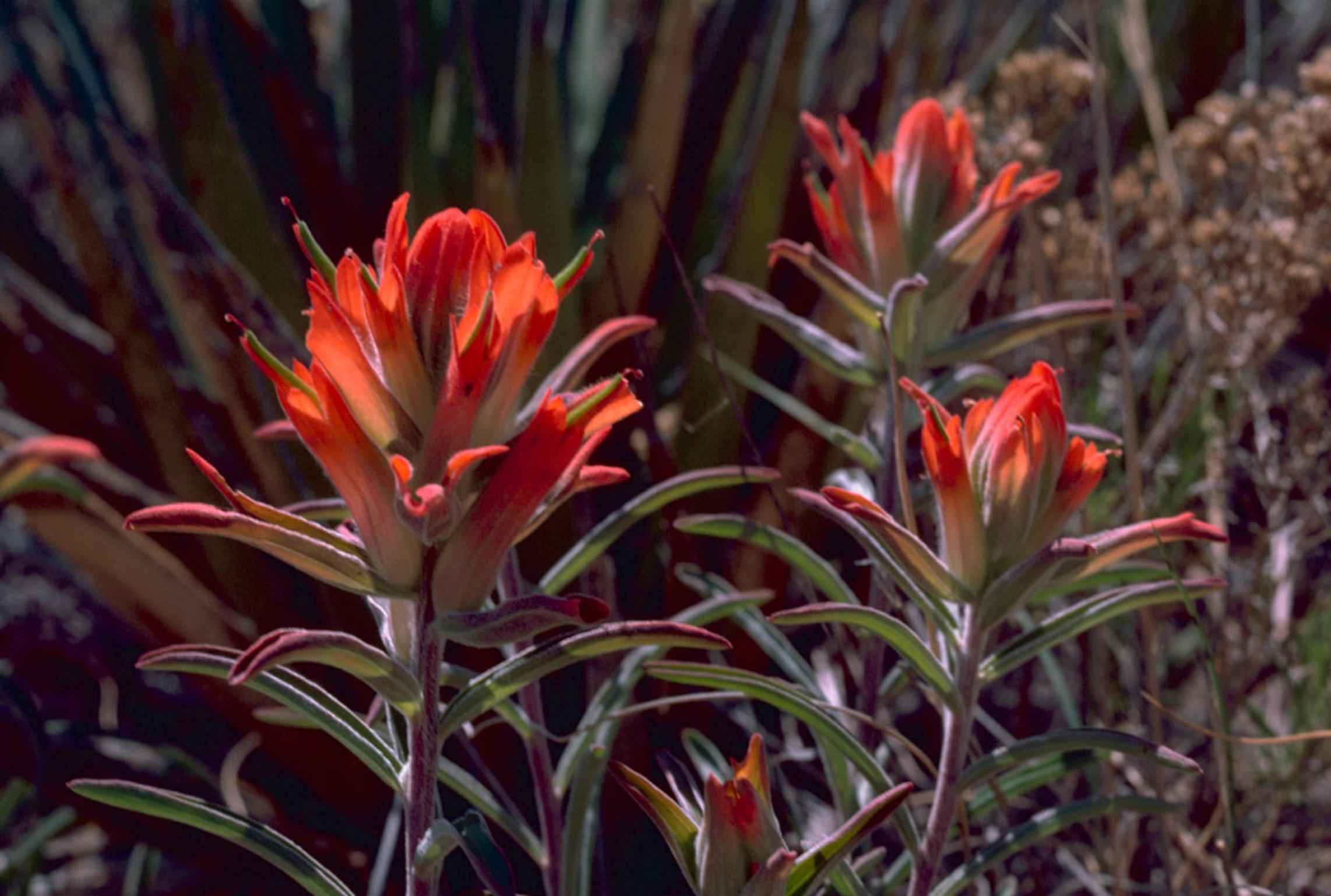 Incorporate Native Paintbrush Species (image credits: wikimedia)
