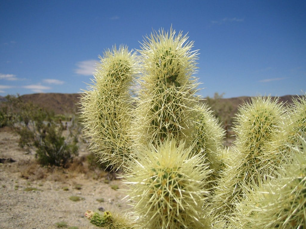 Create Cholla Cactus Nesting Areas (image credits: flickr)