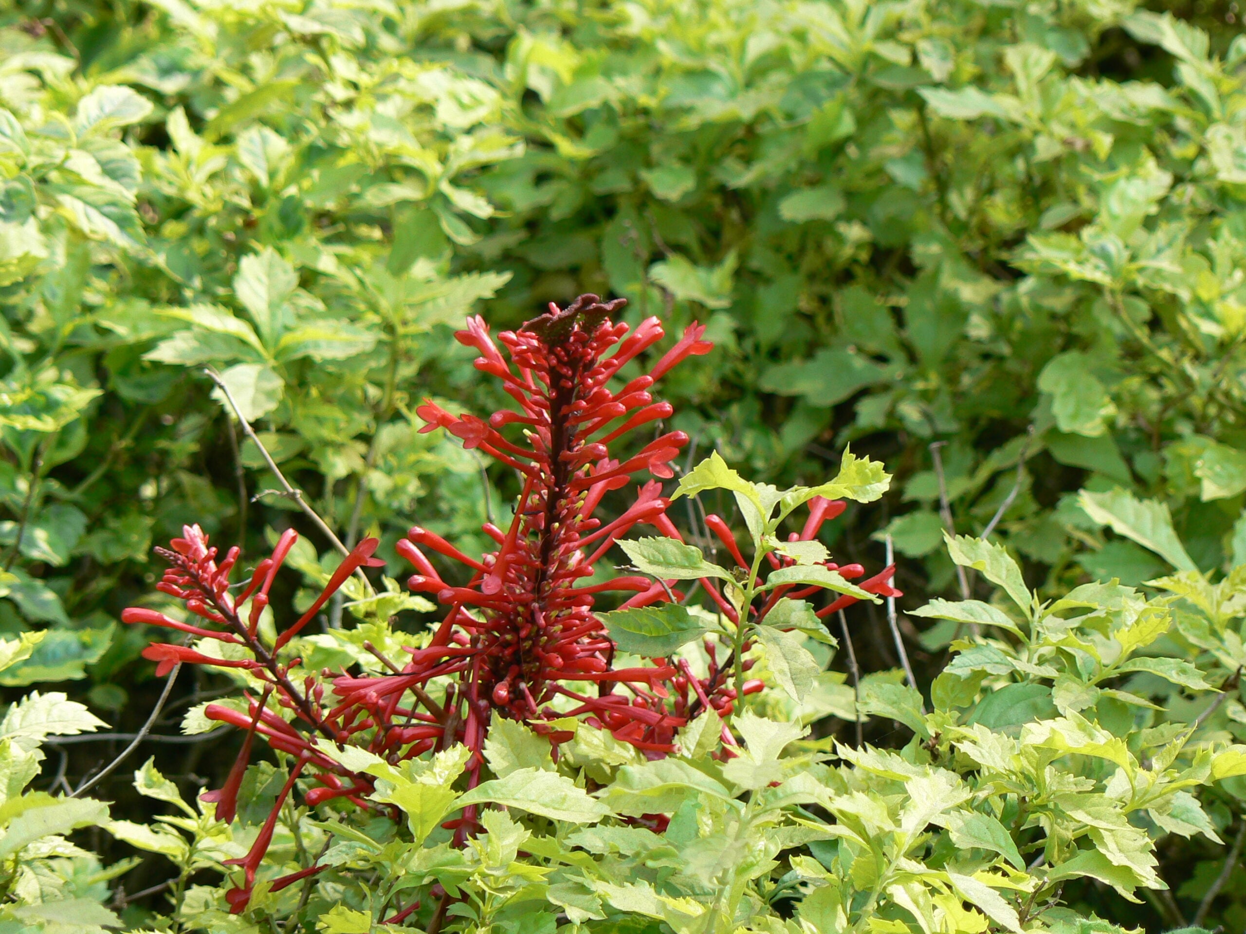 Establish Flame Acanthus Colonies (image credits: wikimedia)