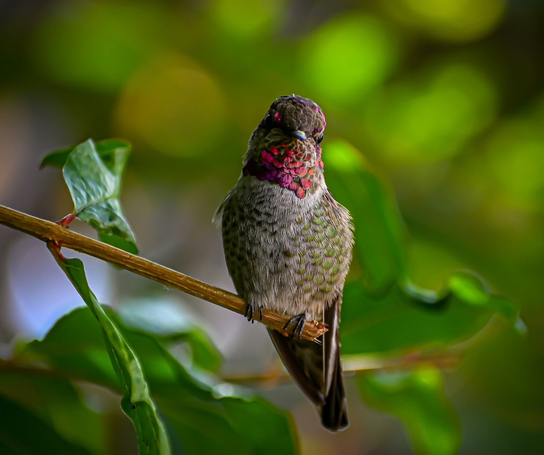 Design Perching Opportunities (image credits: unsplash)