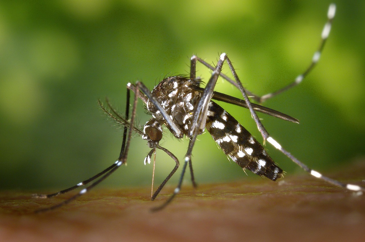 Mosquitoes - The Ultimate Silent Killers (image credits: pixabay)