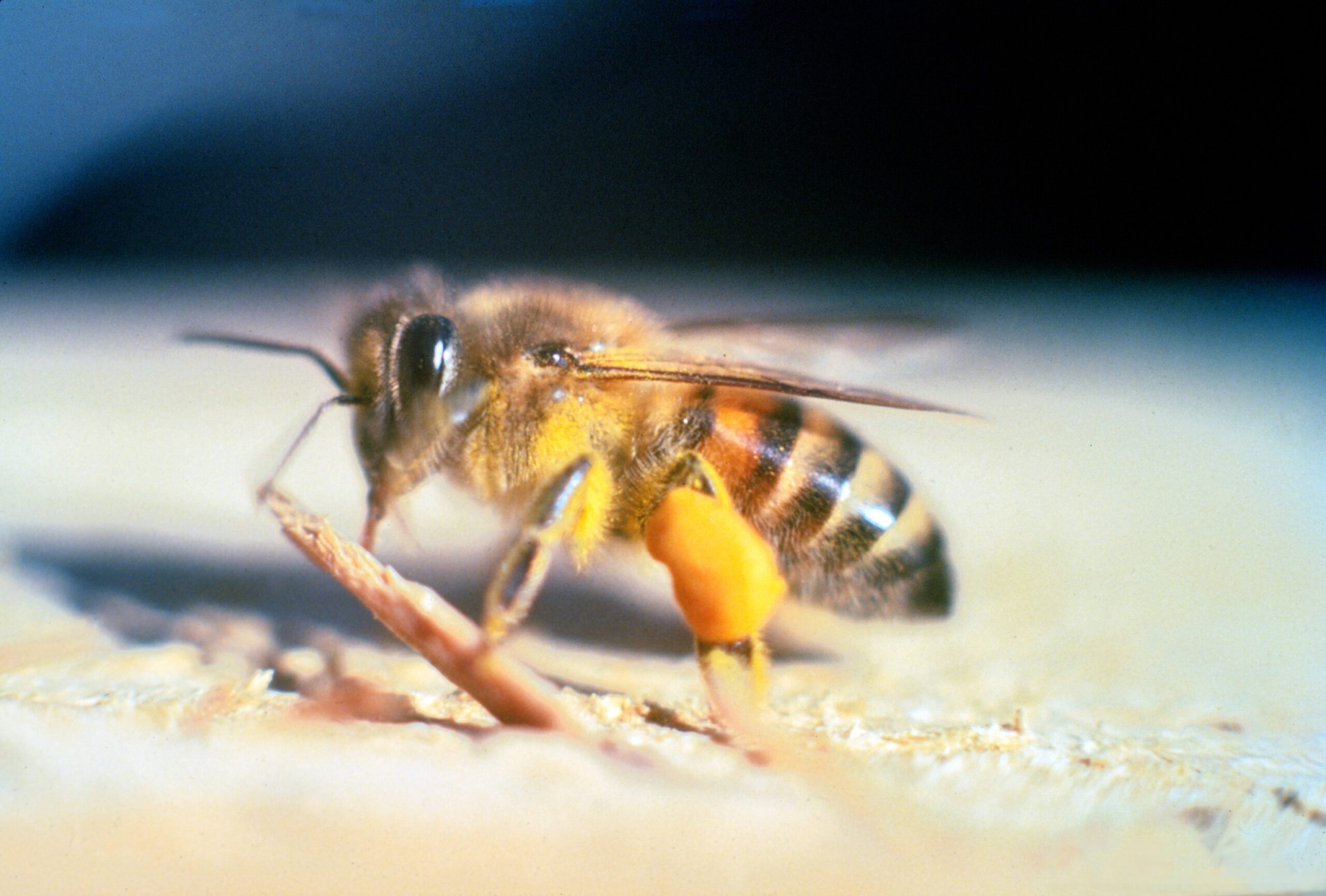 Africanized Honey Bees - The Relentless Swarm (image credits: wikimedia)