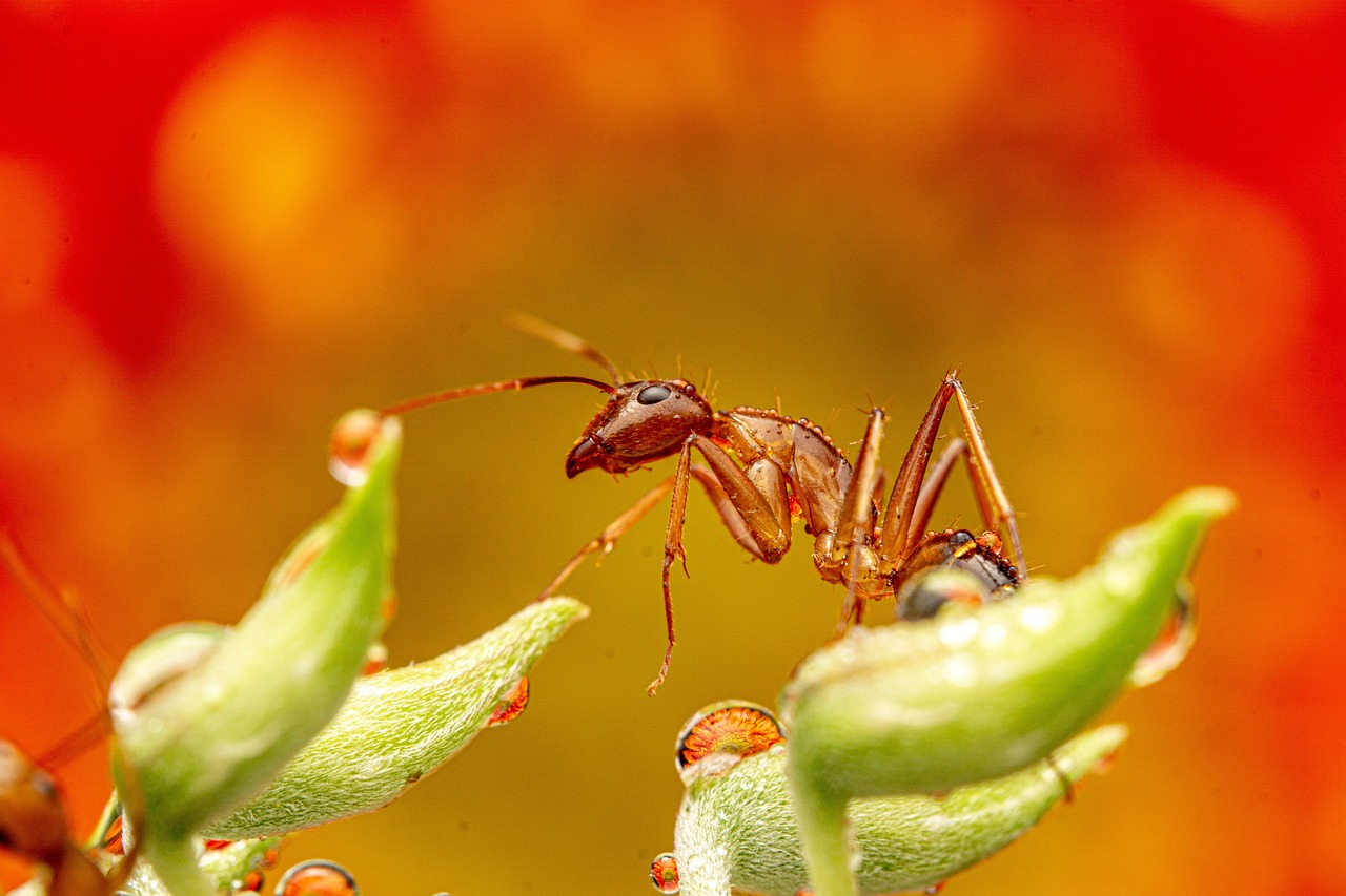 Fire Ants - The Burning Brigade (image credits: pixabay)