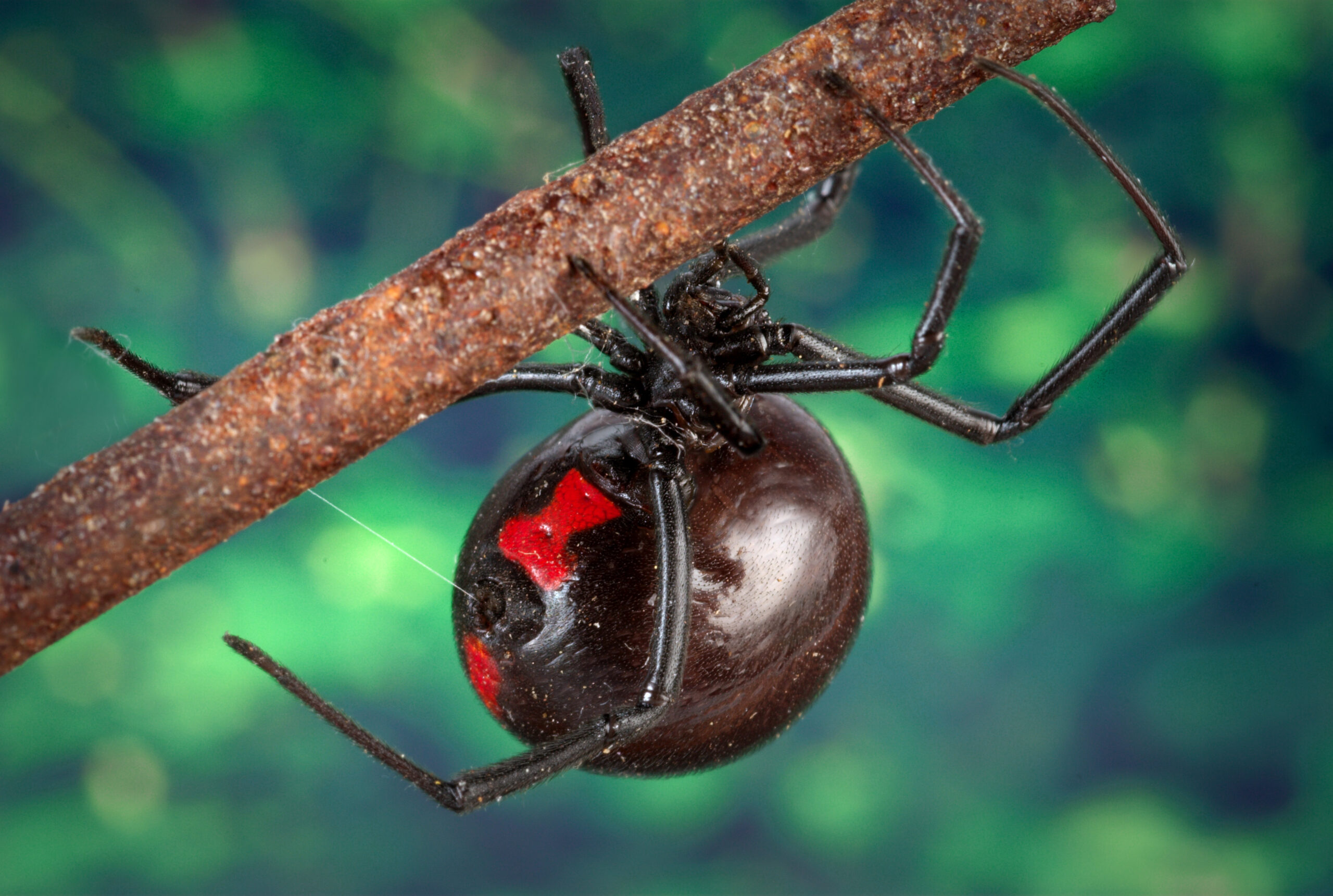Black Widow Spiders - The Hourglass of Death (image credits: wikimedia)