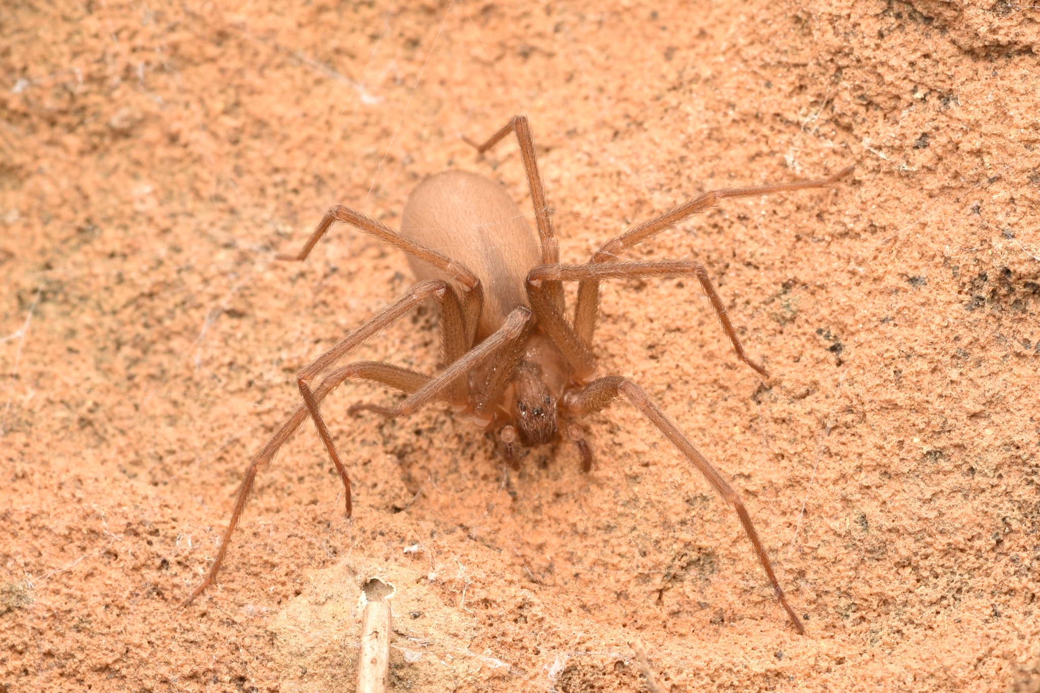 Brown Recluse Spiders - The Flesh-Eating Phantom (image credits: wikimedia)