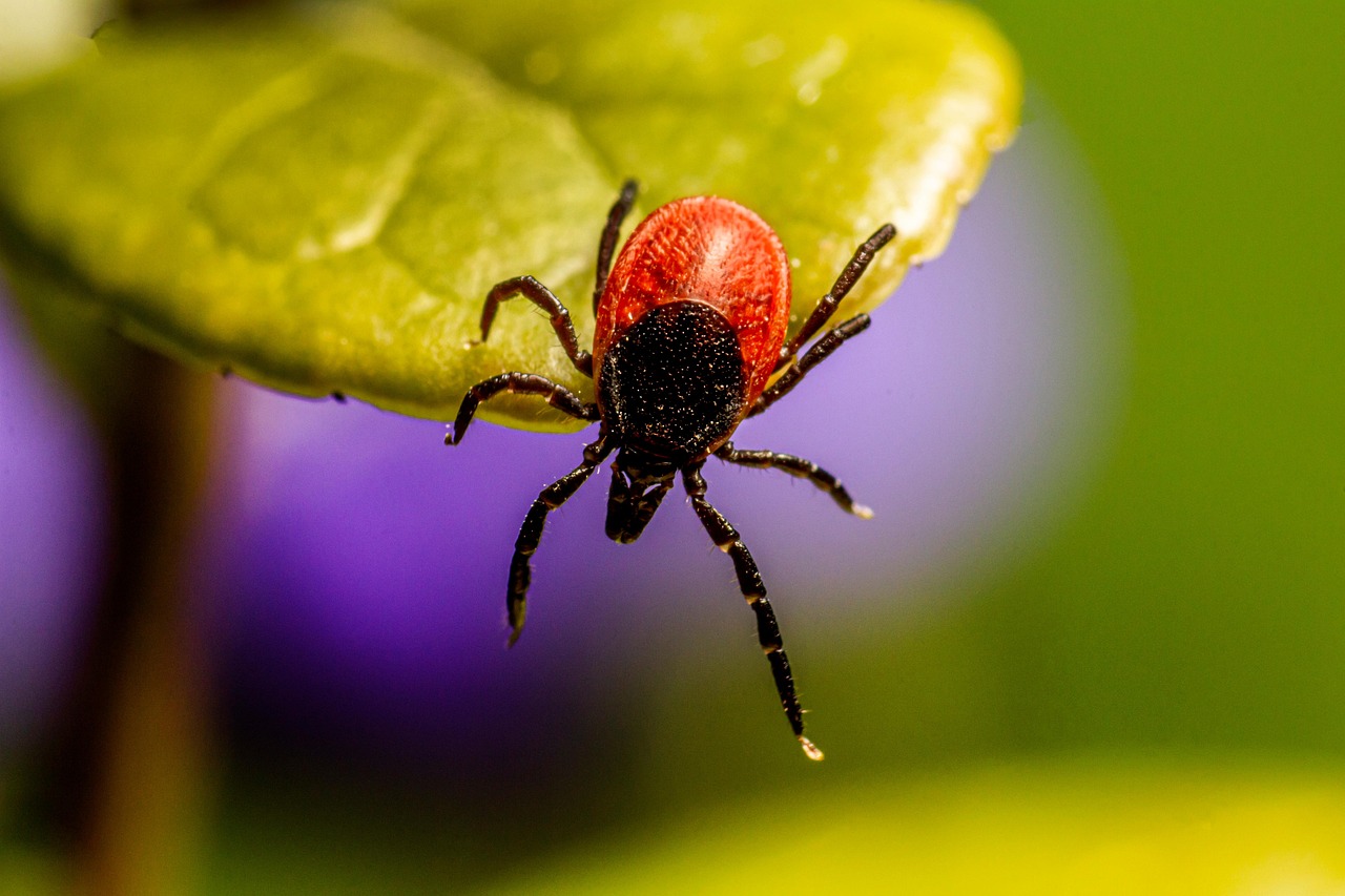 Deer Ticks - The Lyme Disease Carriers (image credits: pixabay)