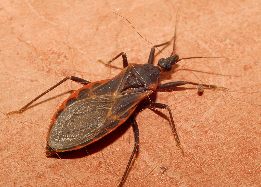Kissing Bugs - The Chagas Disease Spreaders (image credits: flickr)