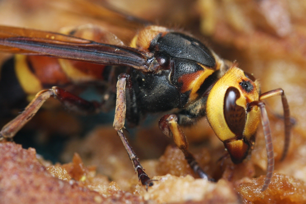 Giant Asian Hornets - The Murder Hornets (image credits: wikimedia)