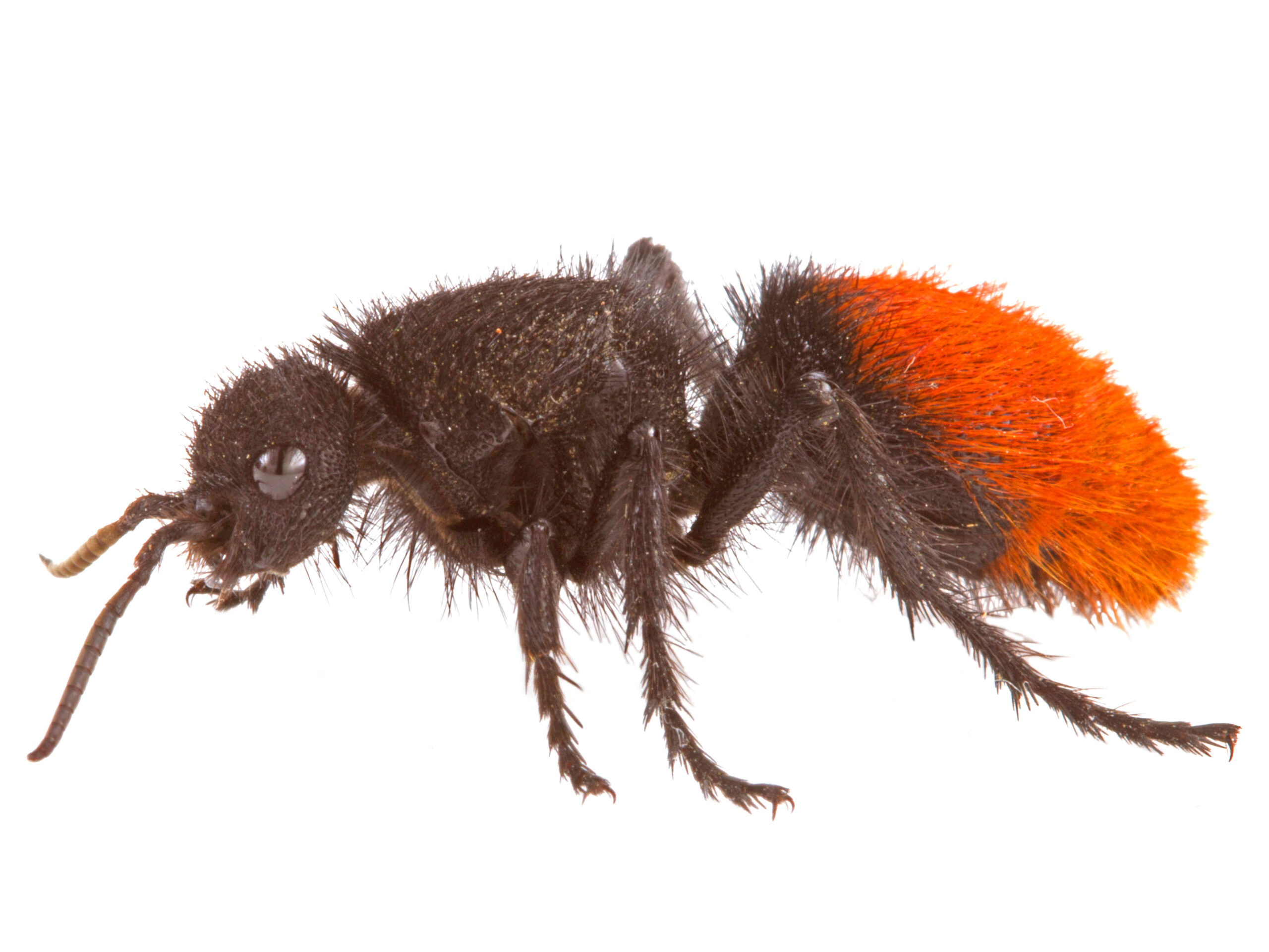 Cow Killer Ants - The Velvet Torturers (image credits: wikimedia)