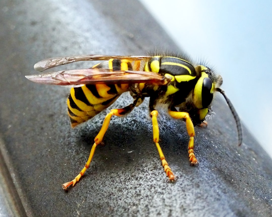 Yellow Jackets - The Aggressive Wasps (image credits: unsplash)