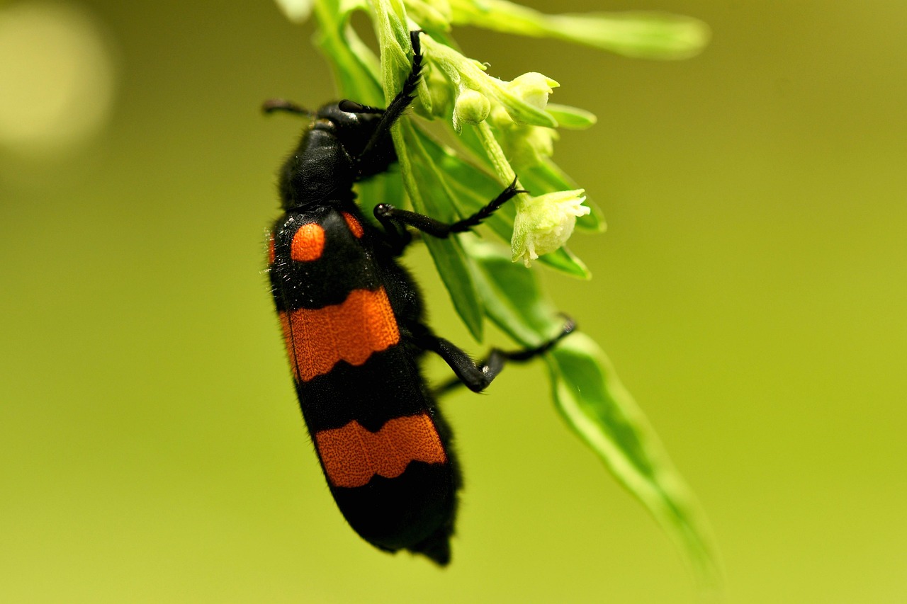 Blister Beetles - The Cantharidin Carriers (image credits: pixabay)