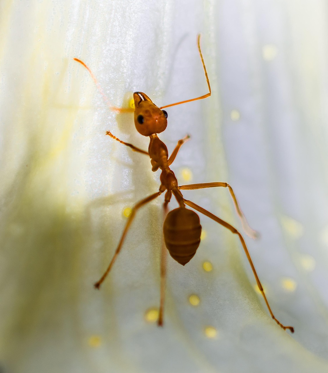 Red Harvester Ants - The Pain Specialists (image credits: pixabay)