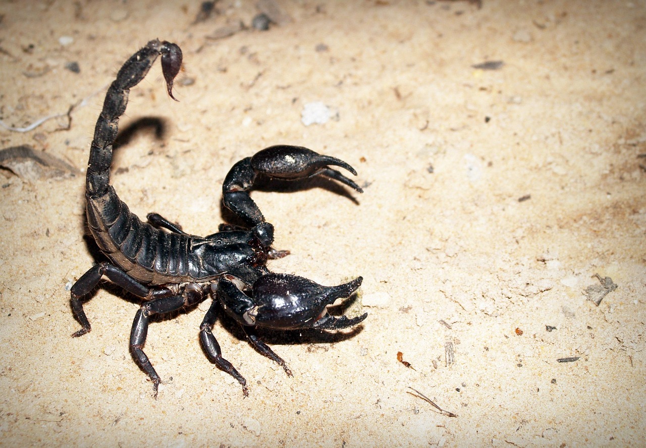 Scorpions - The Desert Assassins (image credits: pixabay)