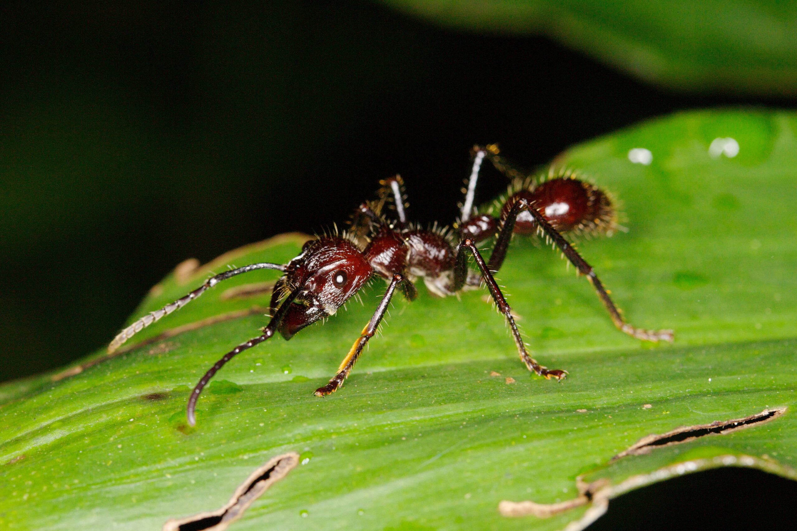 Bullet Ants - The South American Invaders (image credits: wikimedia)