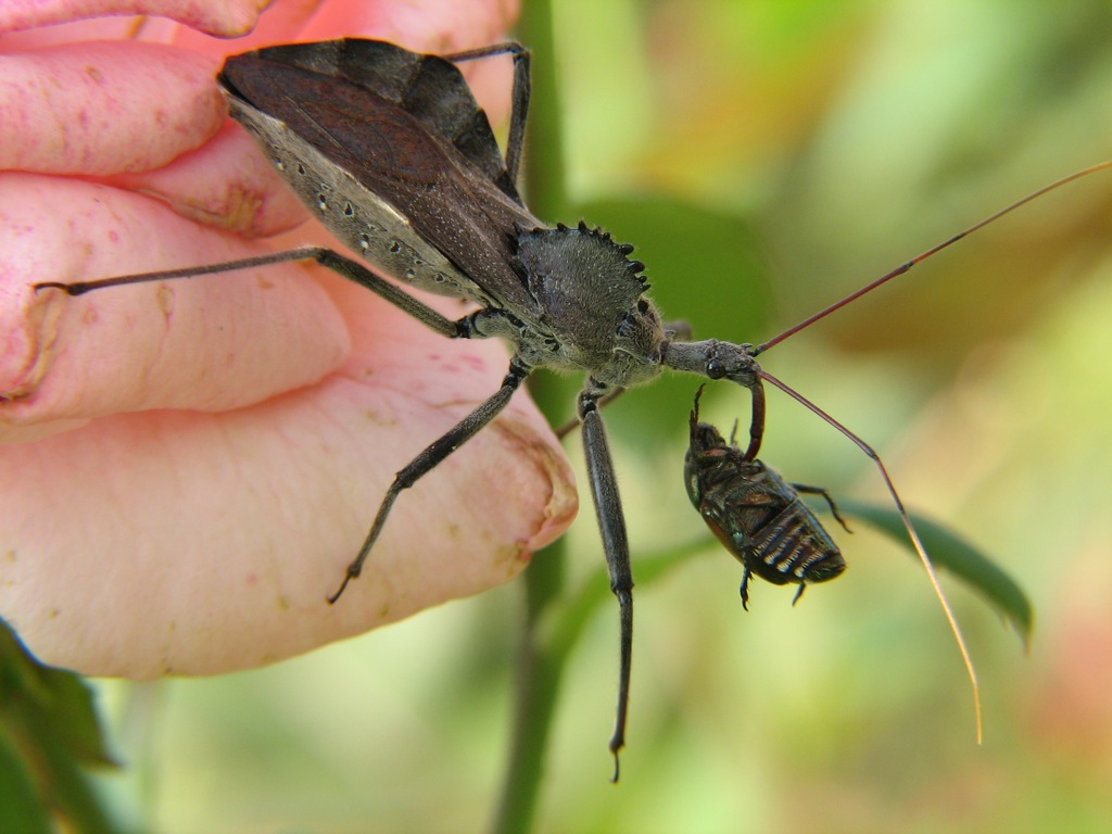 Wheel Bugs - The Assassin's Kiss (image credits: wikimedia)