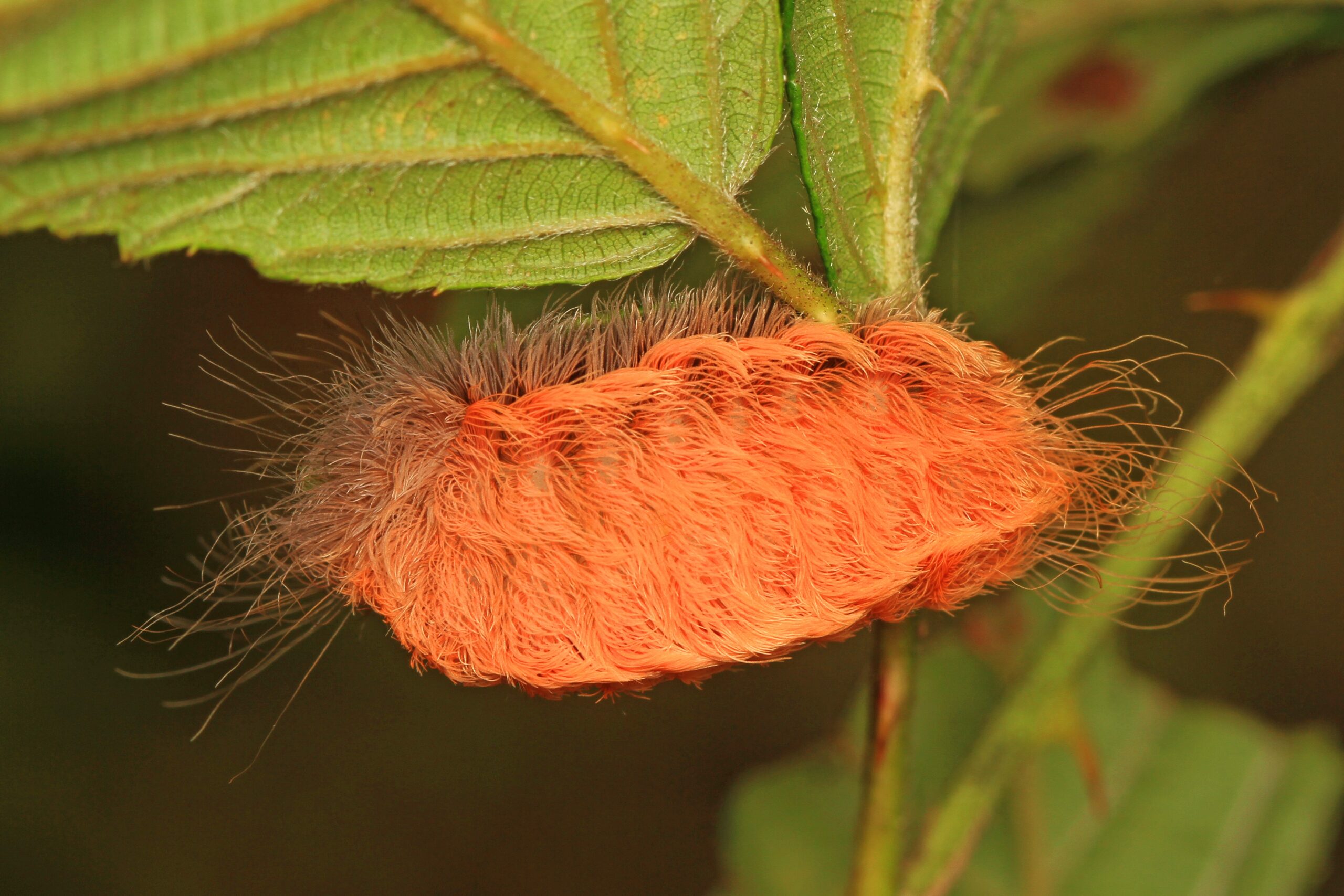 Flannel Moth Caterpillars - The Fuzzy Deceivers (image credits: wikimedia)
