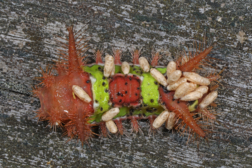 Saddleback Caterpillars - The Spiky Nightmares (image credits: flickr)