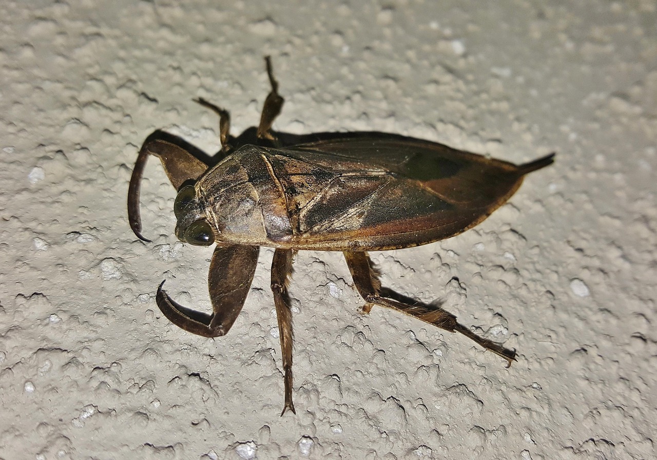 Toe-Biter Water Bugs - The Aquatic Predators (image credits: pixabay)
