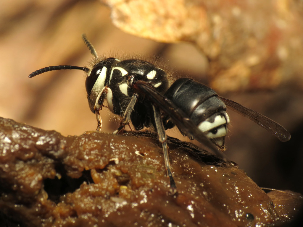 Bald-Faced Hornets - The Paper Wasp Warriors (image credits: flickr)