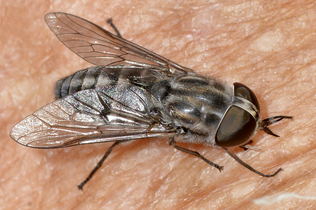 Horse Flies - The Bloodthirsty Biters (image credits: flickr)