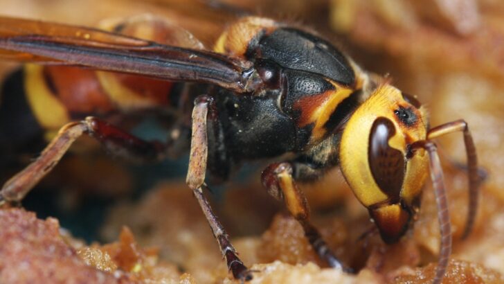 25 Most Dangerous Insects in America – #1 Causes More Deaths Than Snakes