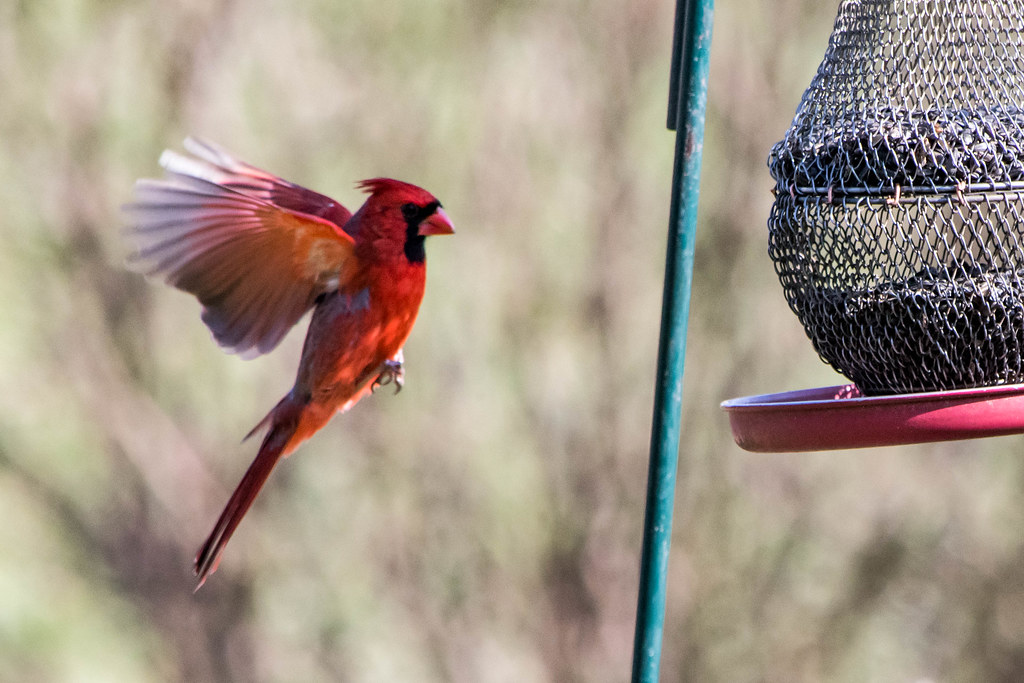 Create a Simple DIY Platform Feeder (image credits: flickr)