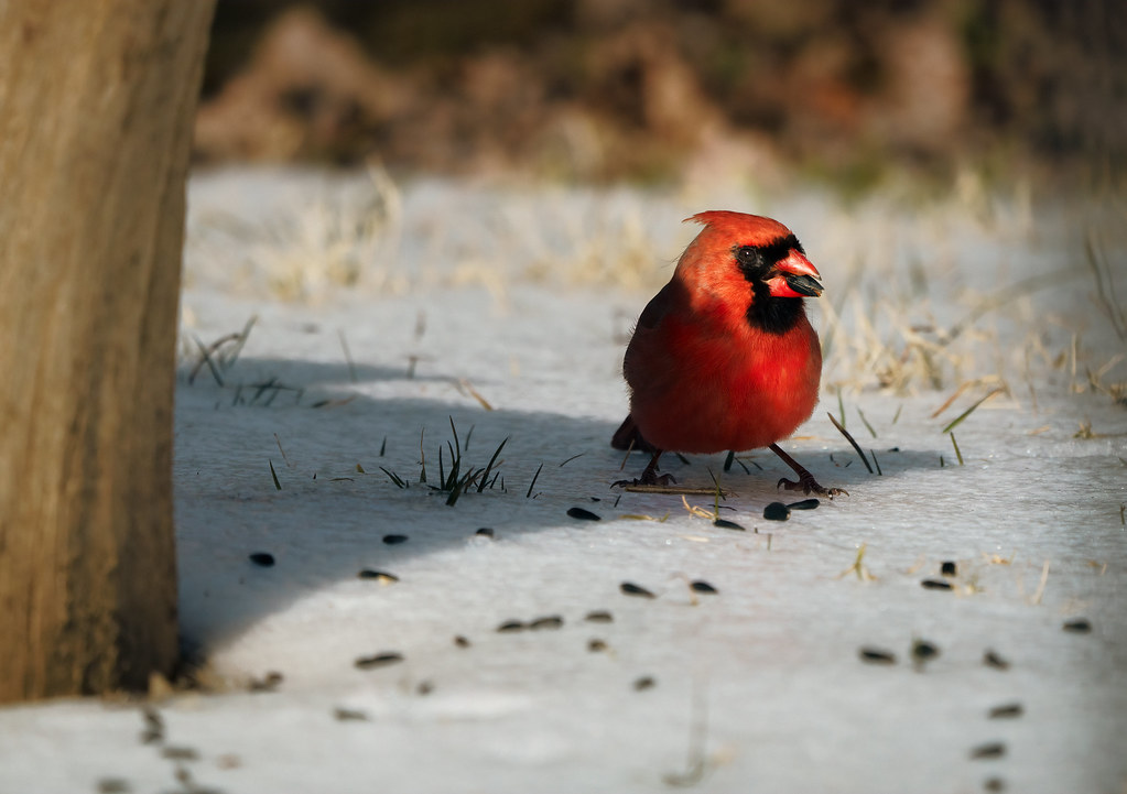 Scatter Seeds on the Ground for Natural Feeding (image credits: flickr)