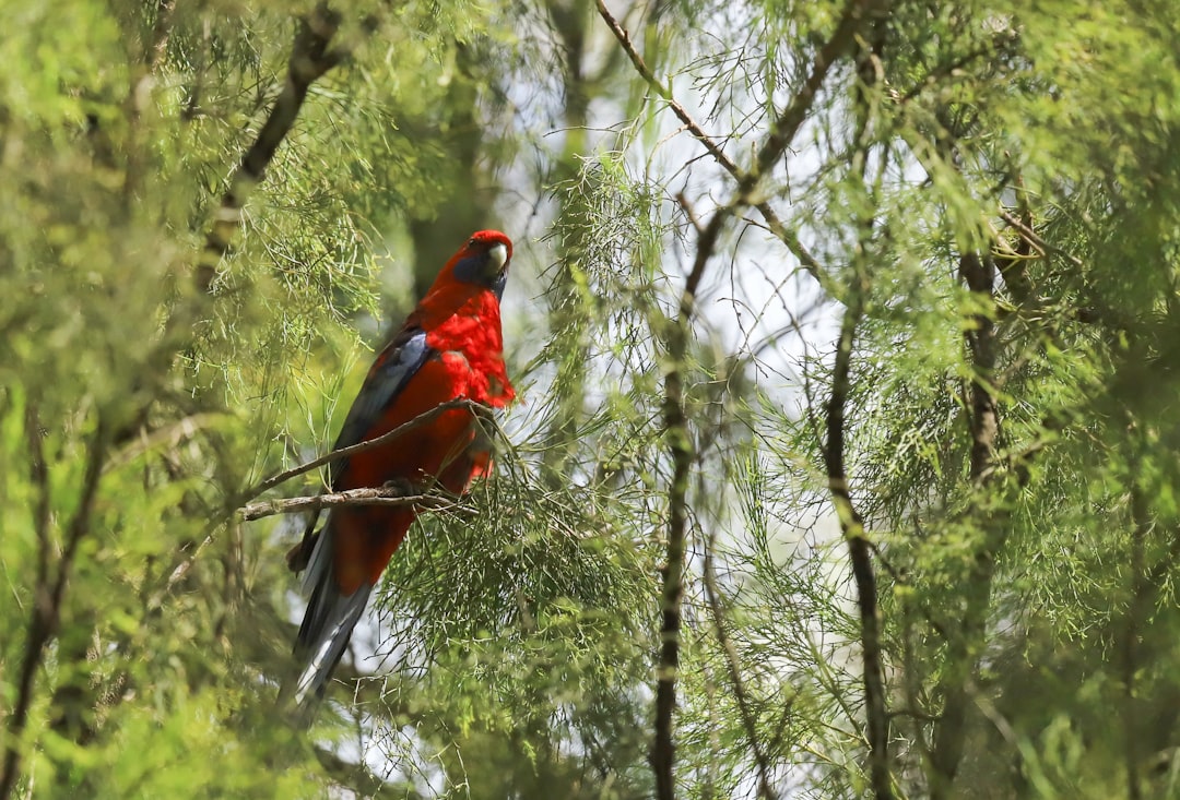 Position Feeders Near Natural Shelter (image credits: unsplash)