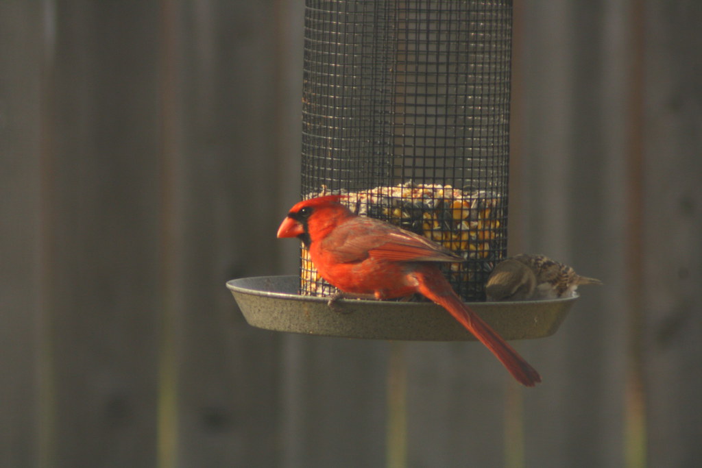 Repurpose Household Items as Feeders (image credits: flickr)
