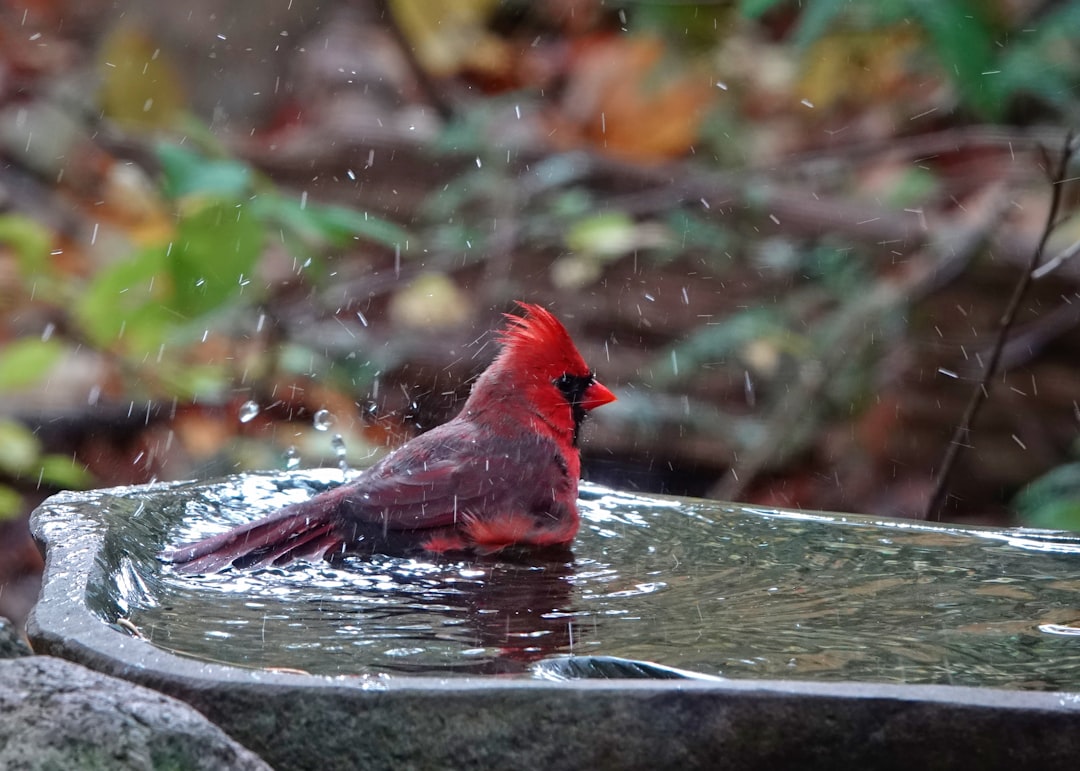 Provide Fresh Water in Simple Containers (image credits: unsplash)