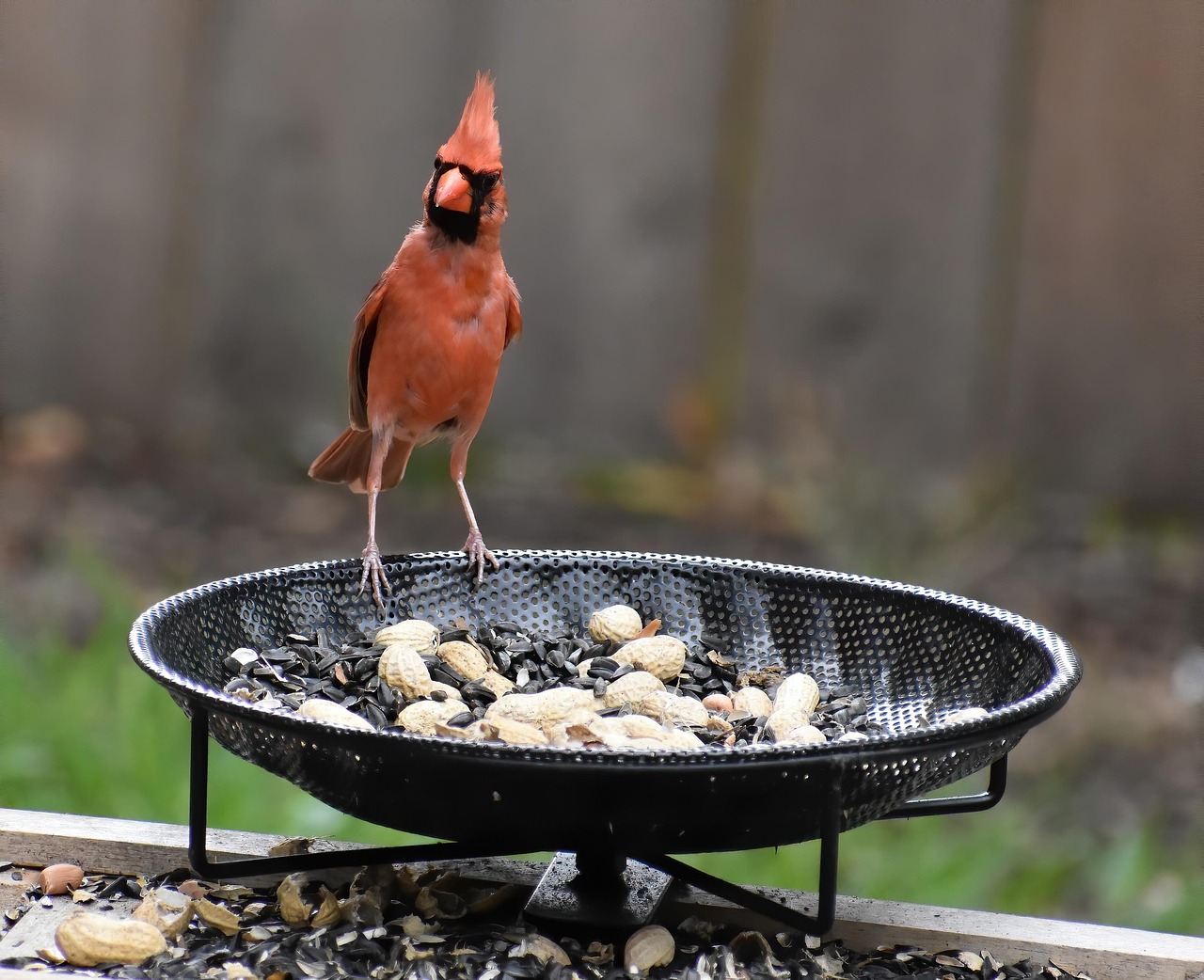 Time Your Feeding for Maximum Impact (image credits: pixabay)