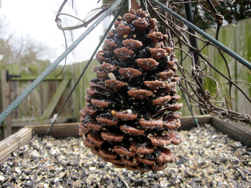 Create Pine Cone Bird Feeders (image credits: flickr)