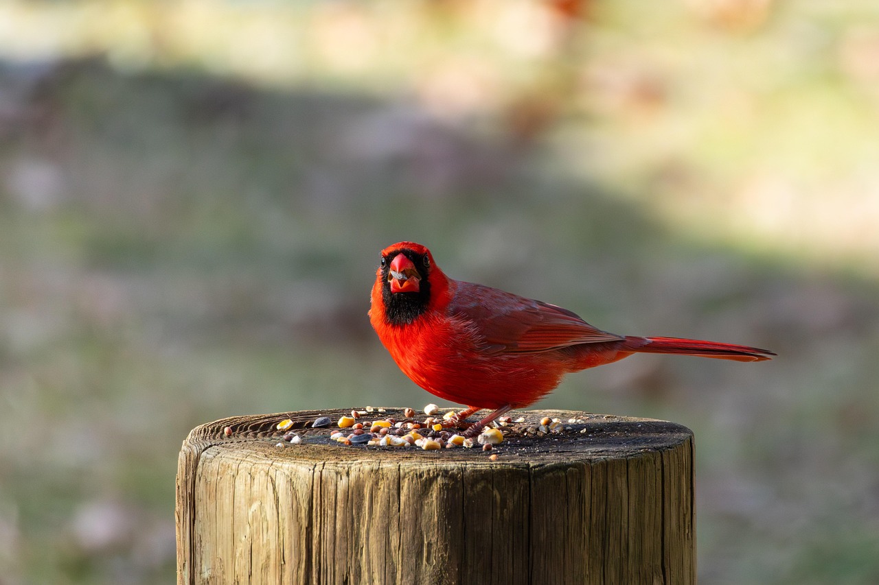 Make Your Own Suet Blocks (image credits: pixabay)