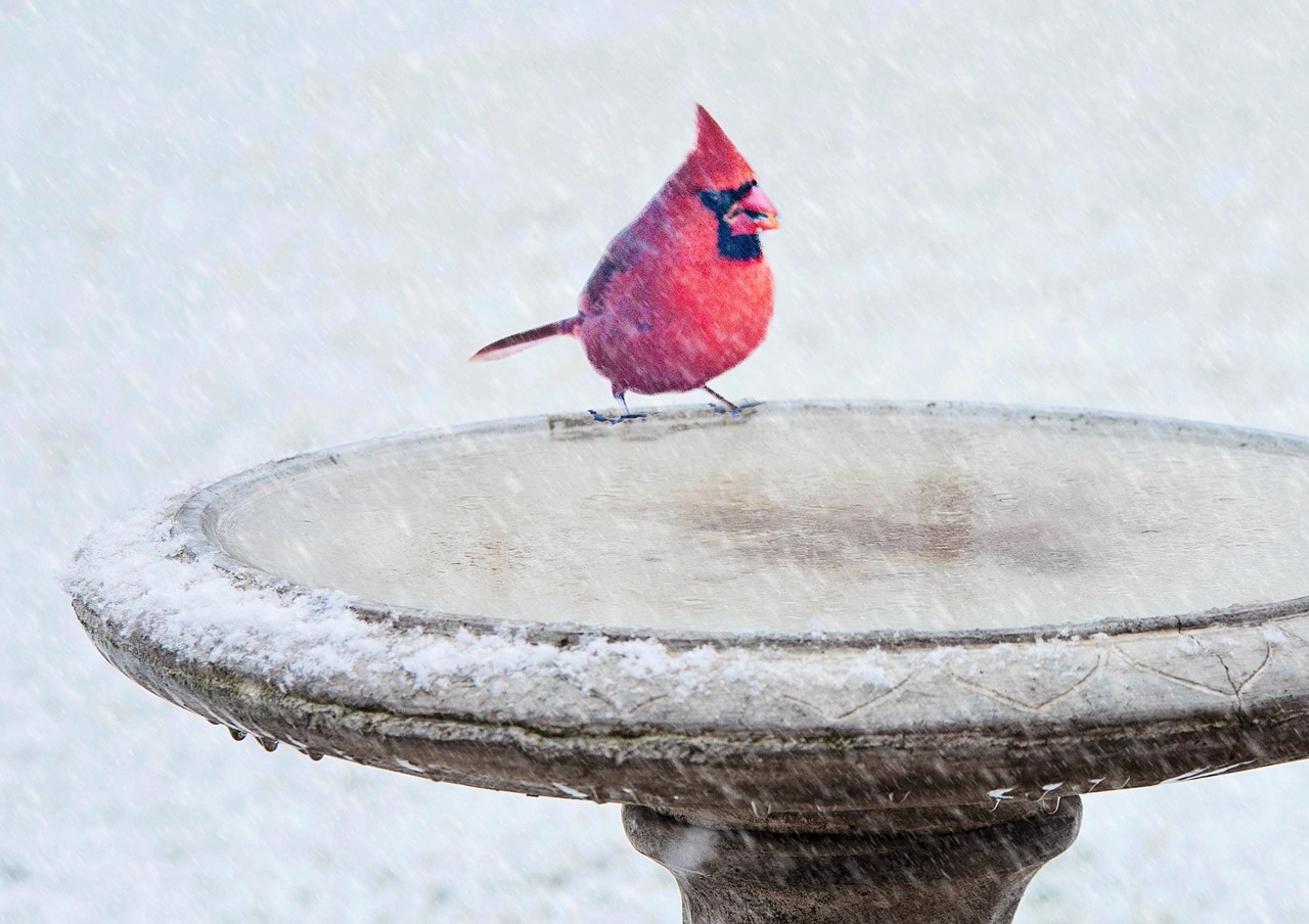 Cardinal-Friendly Winter Water Solutions (image credits: pixabay)