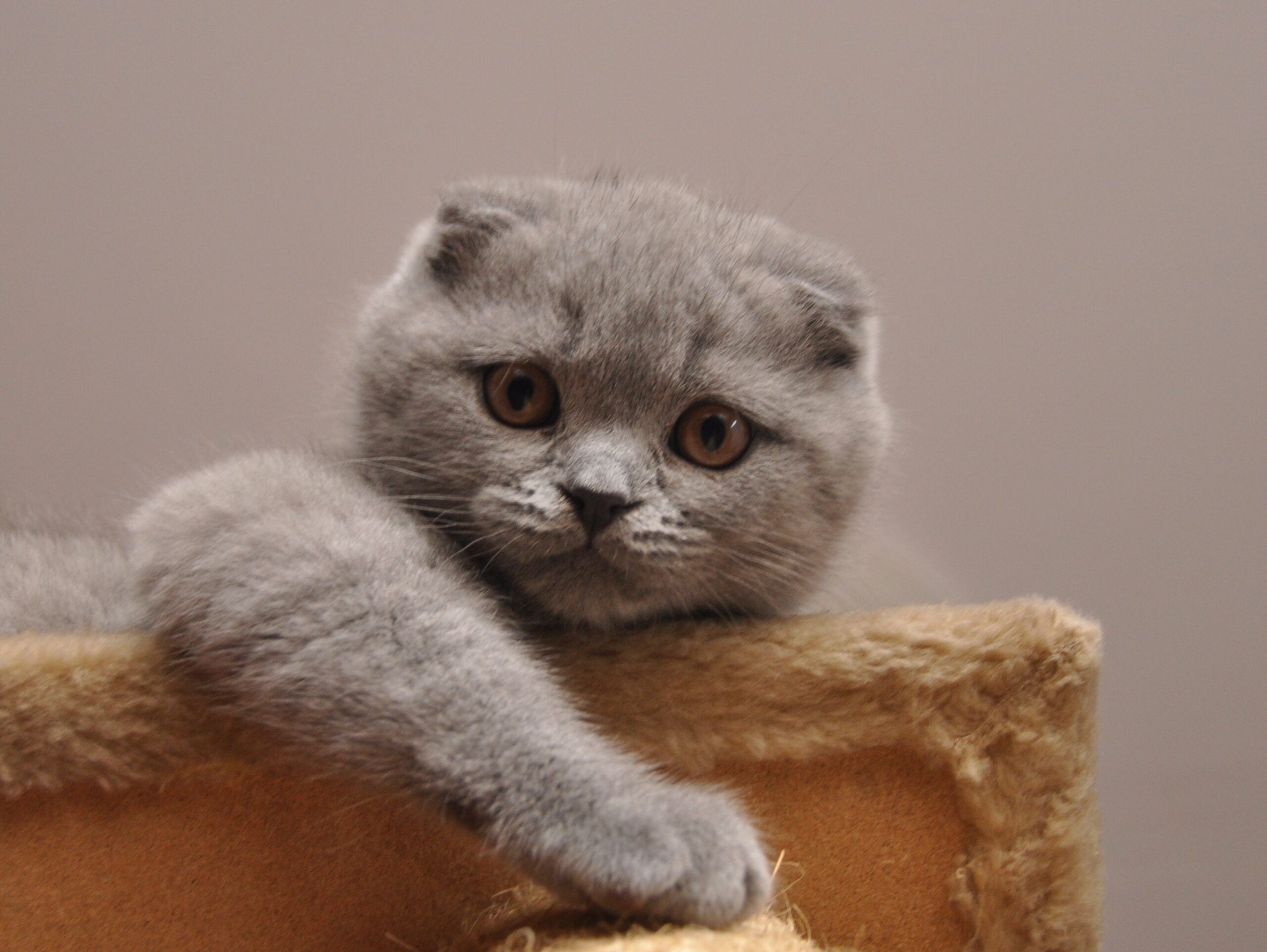 Scottish Fold Cats (image credits: wikimedia)