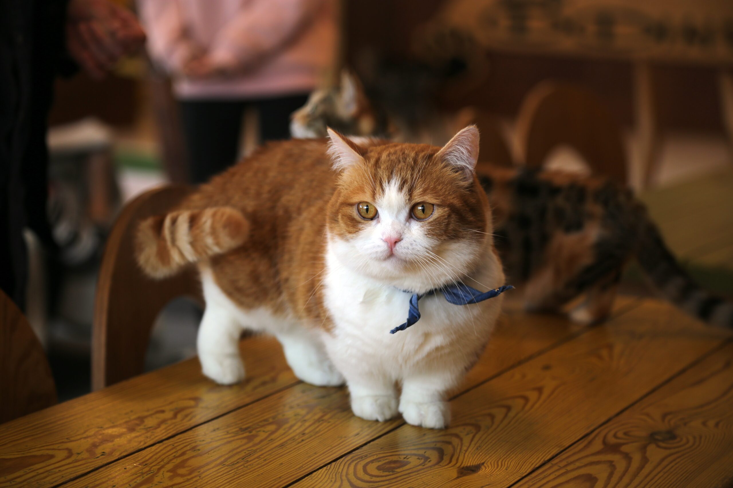 Munchkin Cats (image credits: wikimedia)