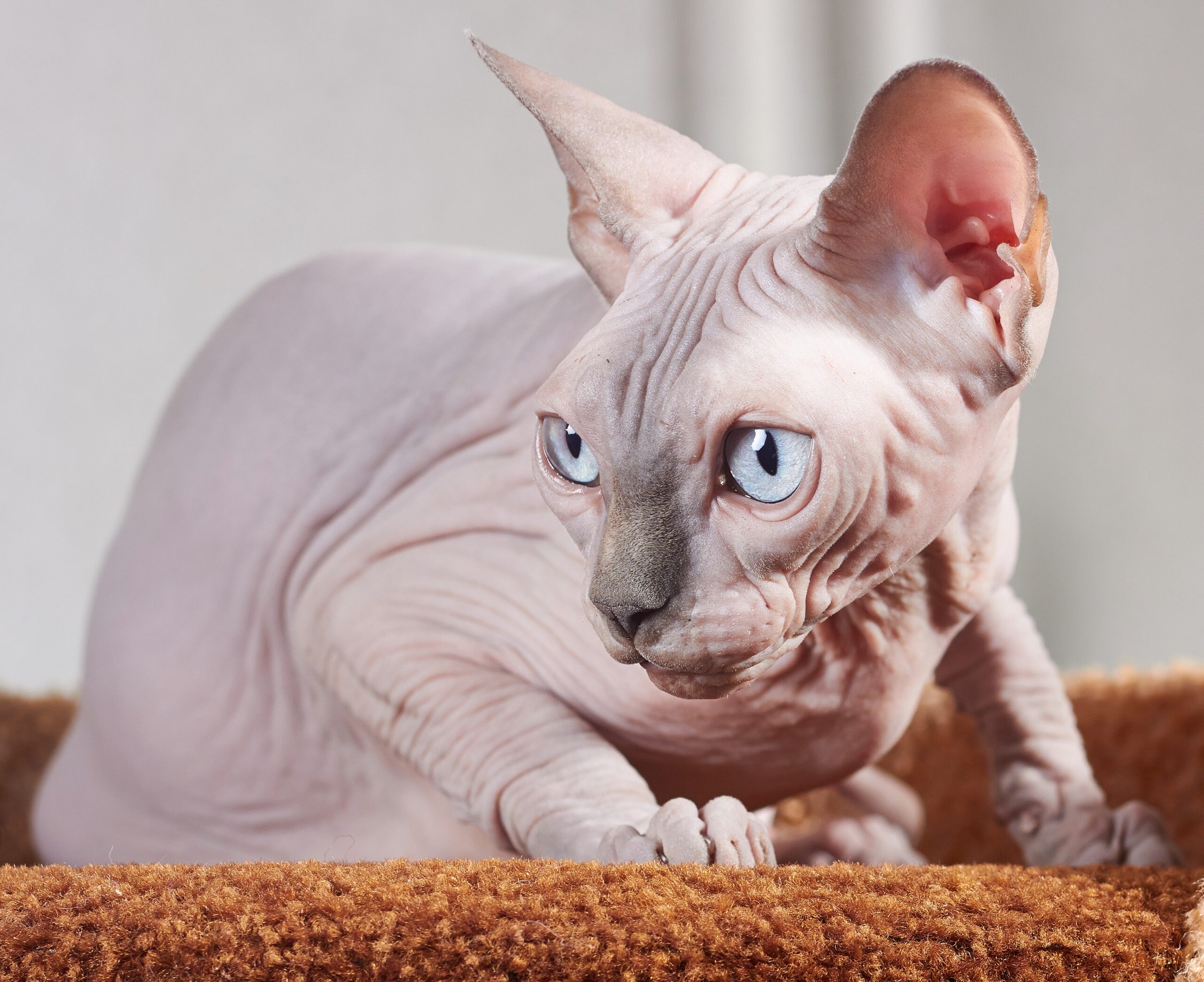 Sphynx Cats (image credits: wikimedia)