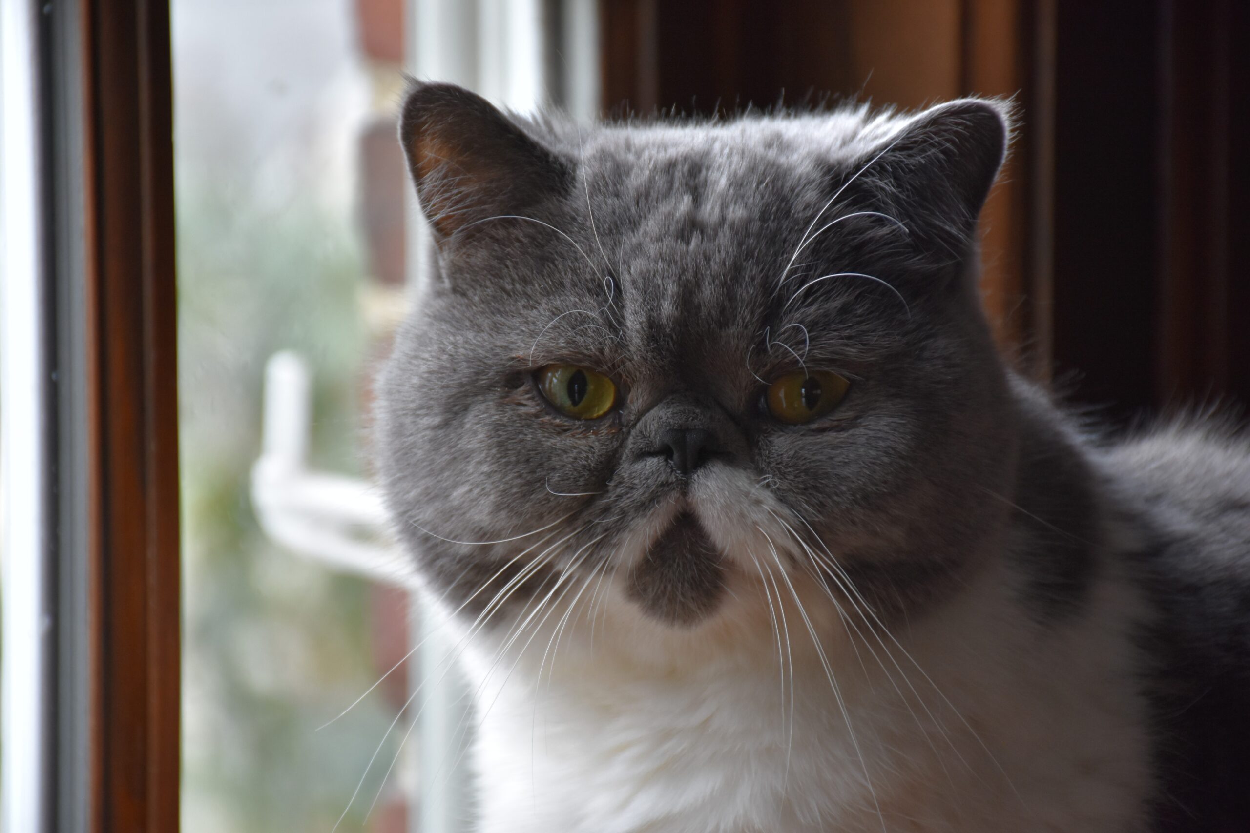 Exotic Shorthair Cats (image credits: wikimedia)